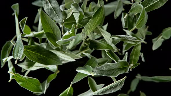 Super Slow Motion Shot of Flying Tasty Sage Leaves Isolated on Black Background at 1000 Fps