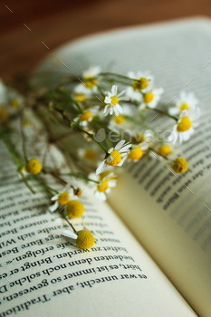 Flowers blooming between pages