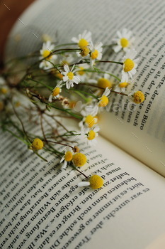 Flowers blooming between pages