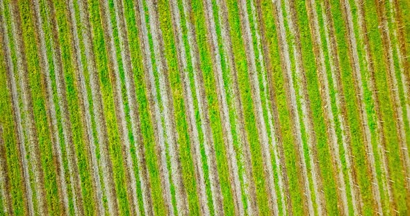 Vineyard with Vine Rows and Green Strips on Wide Field