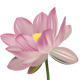 Set of lotus flowers ( vector base ) - GraphicRiver Item for Sale
