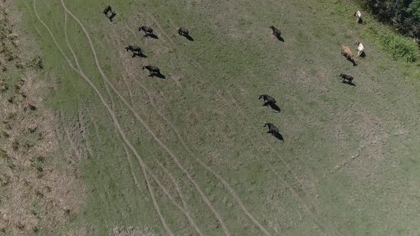 Cattle Grazing on the Meadow