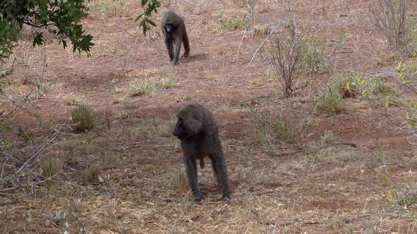 Papio anubis olive baboon in a national park of Kenya