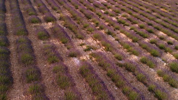 Drone View Over Valensole Provence, France