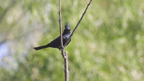 Phainopepla Bird Flies From a Branch in Central Arizona