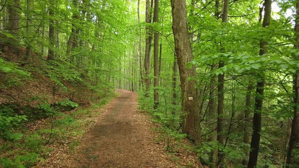 Walking on a Path in the Green Forest, Steady Cam Shot. Pov of Hiker Walking on Trail