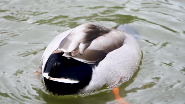 Duck sticking head in water with ass out repeatedly