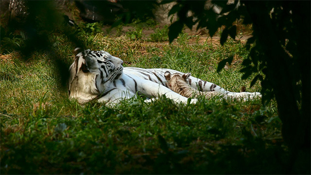 White tigress and Cub