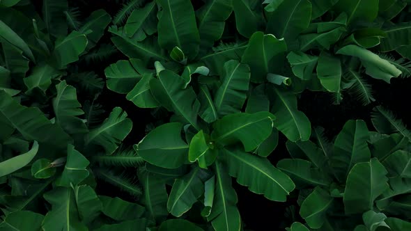 Texture of the banana plantation aerial view 4 K