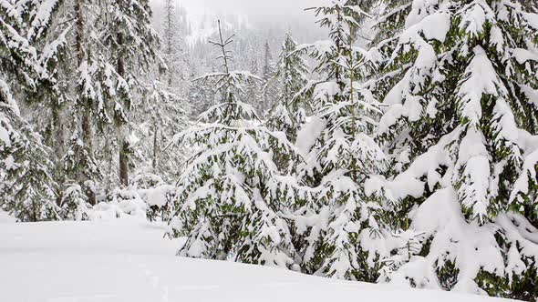 Beautiful Fluffy Snow on Tree Branches