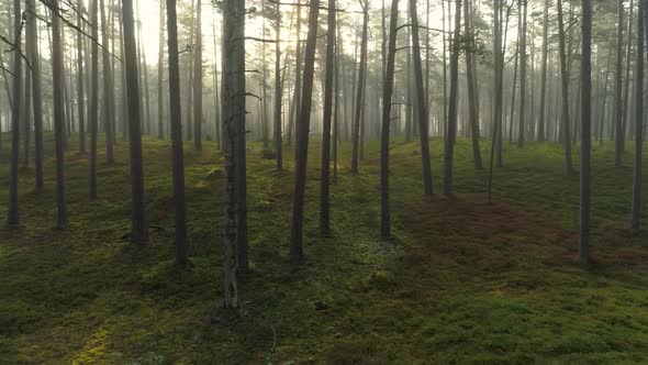 Foggy Fairy Tale Forest at Sunrise