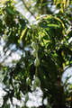 Raw Green Mango Branch on the Mango Tree, Delicious and Juicy Healthy Fruit in the Garden. - PhotoDune Item for Sale