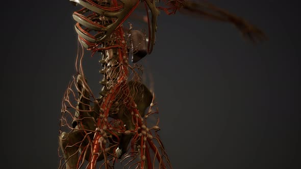 Human Body Blood Vessel Anatomy alt