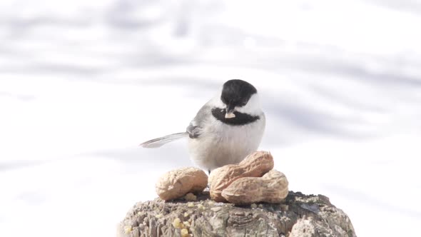 Chickadee flys off a wood stump in winter with Peanut Slow Motion