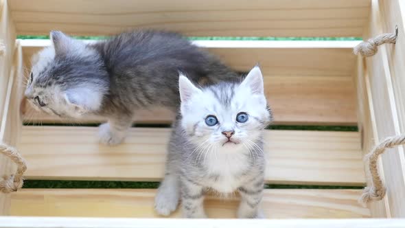 Cute British Kittens Sitting In Wood Box