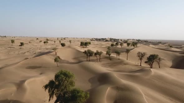 Hema Desert, Trees, Drylands And Red Dunes, Sultanate Of Oman