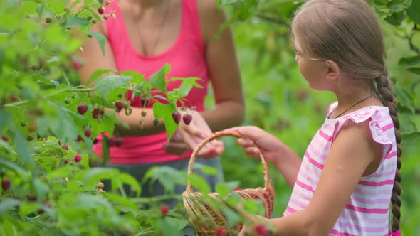 Girl with Mom Pick Raspberries