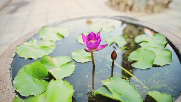 Pink Purple Lotus Flower, Buddhist Temple Detail in Bangkok, Thailand at Temple of the Reclining Bud