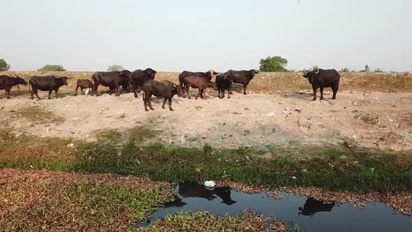 Buffaloes at the riverbank polluted 