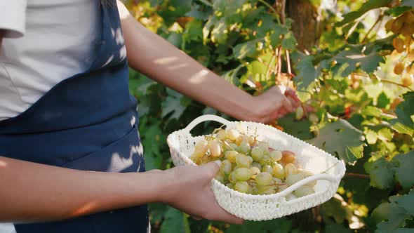 Close Up Shot of Young Woman in Apron Picking Grape Bunches and Putting Them Into a Box Harvesting