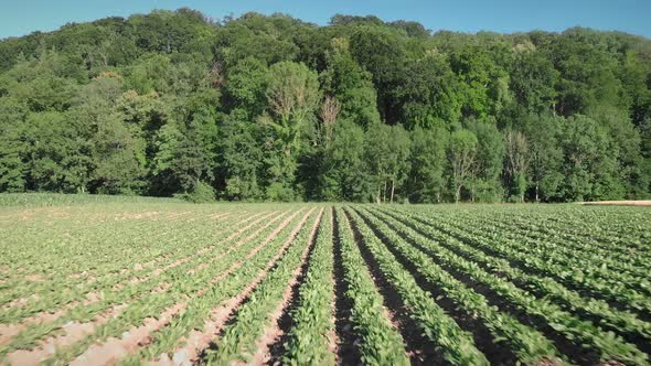 Flying over green radish field at springtime.