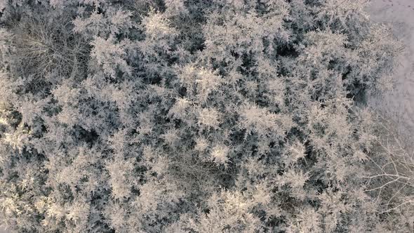 Winter drone shot of a snowy winterwonderland, aerial view at a white forest from above flying a hel