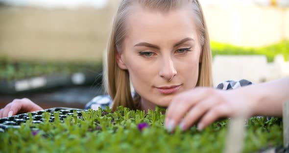 Agriculture Farmer Researches Examining Flowers Seedlings at Greenhouse