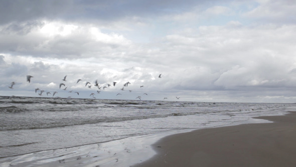 Gulls Fly Above a Sea Coast