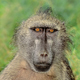 Chacma Baboons Vocalization - AudioJungle Item for Sale