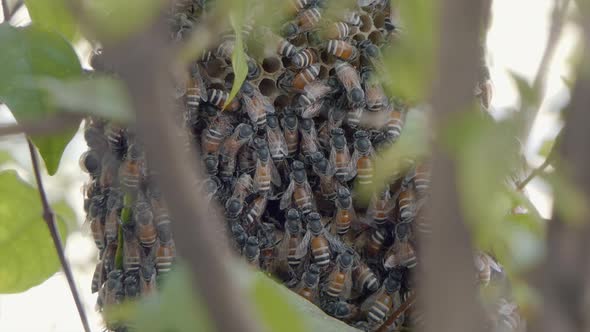 Close Shot of a Bee Colony Swarming Over a Honeycomb Structure Through the Branches