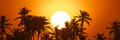 Tranquil Tropical Sunset: Big Close-up Sun, Silhouetted Palm Trees on Colorful Sky - PhotoDune Item for Sale