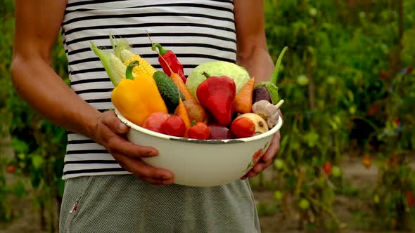 Male Farmer with a Harvest of Vegetables