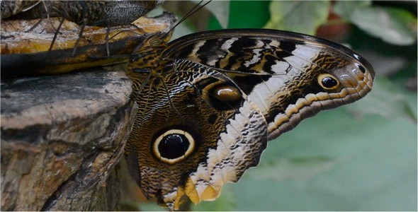 Butterflies 36