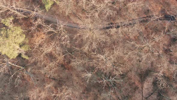 Aerial top view of beautiful autumn forest with a winding trail.