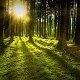 Calm Summer Forest Ambience - AudioJungle Item for Sale