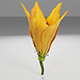 Courgette Flower - 3DOcean Item for Sale