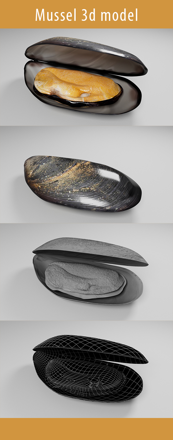 Mussel 3d Model