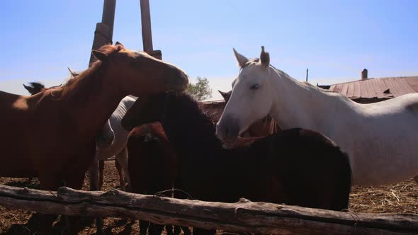 Horses Stand in a Stall in a Village