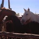 Horses Stand in a Stall in a Village - VideoHive Item for Sale