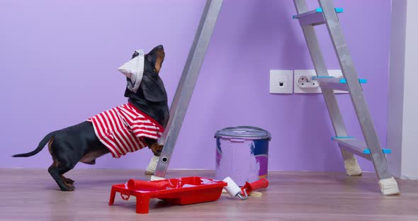 Black Dachshund Dog Watches Owner Painting Wall in Purple