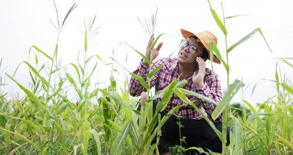 Farmer talking on cellphone and working in cornfield.