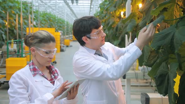 Woman Man Working Check Eggplant in Greenhouse on Content of Chemicals