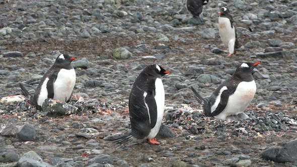 Penguins in Antarctica. A lot of penguins resting on the gravel mounds.  Antarctic Peninsula.