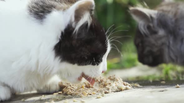 Two Street Cats Are Eating in Slow Motion