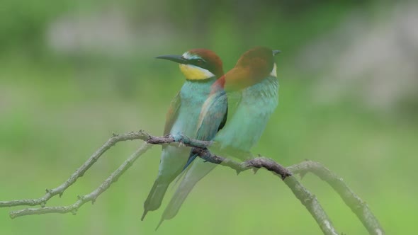 European Bee Eater