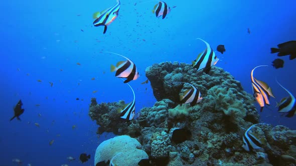 Tropical Fish Underwater Coral Reef