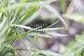 Painted Lady Catepillar - PhotoDune Item for Sale