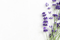 Fresh Lavendar Flowers Close up - PhotoDune Item for Sale