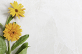 Calendula Flowers - PhotoDune Item for Sale