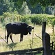 Village Nature Ambience